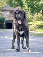 Caucasian Ovcharka/Spanish Mastiff 1 Female, a female Spanish Mastiff and Caucasian Ovcharka for sale in Newburgh, NY – 1 of 8