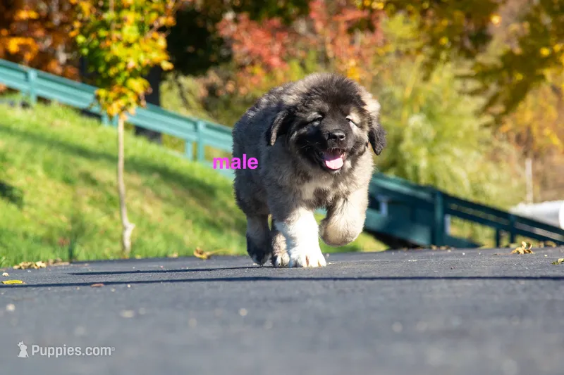 Purebred Caucasian Ovcharka male  – Caucasian Ovcharka puppy for sale in Newburgh, NY