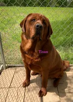 Tibetan Mastiff/Rottweiler male, a male Rottweiler and Tibetan Mastiff for sale in Newburgh, NY – 2 of 4