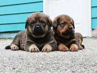 Tibetan Mastiff cross male 2, a male Caucasian Ovcharka and Tibetan Mastiff for sale in Newburgh, NY – 8 of 10