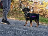 Tibetan Mastiff cross male 6, a male Caucasian Ovcharka and Tibetan Mastiff for sale in Newburgh, NY – 2 of 4