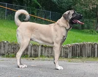 Kangal/Spanish mastiff female, a female Spanish Mastiff and Kangal Dog for sale in Newburgh, NY – 2 of 8