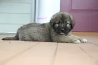 Purebred Caucasian Ovcharka pup 3, a female Caucasian Ovcharka for sale in Newburgh, NY – 7 of 7