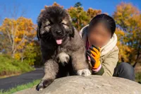 Purebred Caucasian Ovcharka female 1, a female Caucasian Ovcharka for sale in Newburgh, NY – 3 of 9