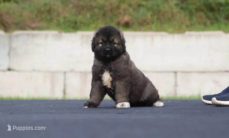 Purebred Caucasian Ovcharka – Caucasian Ovcharka puppy for sale in Newburgh, NY