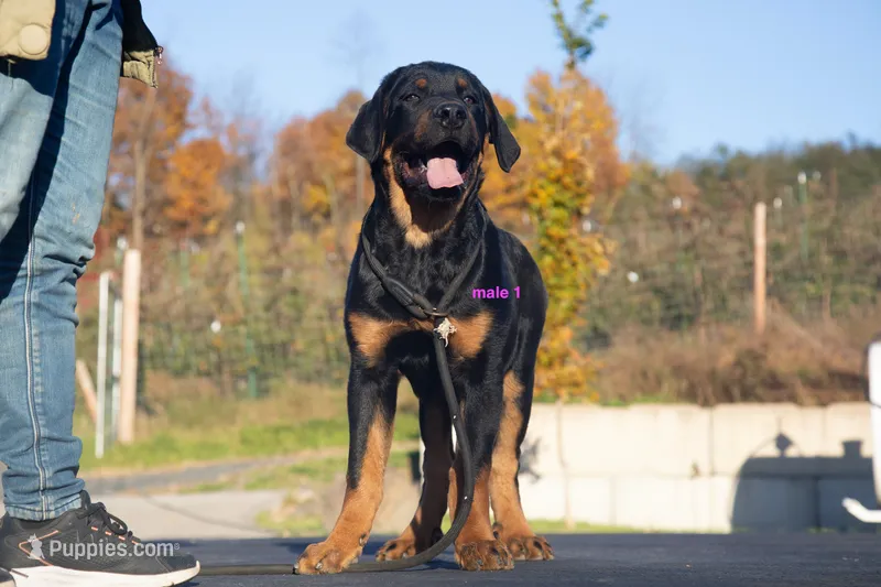 Tibetan Mastiff cross male 1 – Rottweiler, Tibetan Mastiff puppy for sale in Newburgh, NY