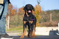 Tibetan Mastiff cross male 1, a male Rottweiler and Tibetan Mastiff for sale in Newburgh, NY – 1 of 3
