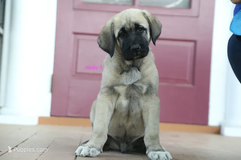 Purebred Kangal 1 male – Kangal Dog puppy for sale in Newburgh, NY