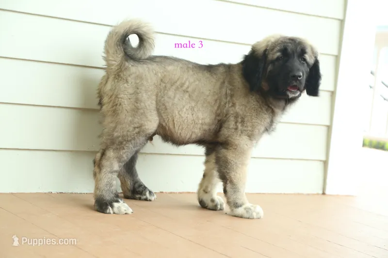 Purebred Kangal  male 3 – Kangal Dog puppy for sale in Newburgh, NY