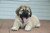 Purebred Caucasian Ovcharka pup 2, a female Caucasian Ovcharka for sale in Newburgh, NY – 4 of 10