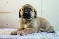 processed/46aa3d7a-4719-4a1e-8504-277ab7e1b7e6/listing/9b3344bd-9a32-4caf-8f08-a6cbeaad6be8/137ef3a6-38c7-46b2-88a0-1cb70419f9b1