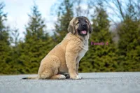 Fila Braziliero/CO pup 2, a female Caucasian Ovcharka and Fila Brasileiro for sale in Newburgh, NY – Photo 6 of 6