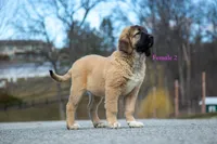 Fila Braziliero/CO pup 2, a female Caucasian Ovcharka and Fila Brasileiro for sale in Newburgh, NY – Photo 2 of 6