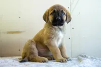 processed/46aa3d7a-4719-4a1e-8504-277ab7e1b7e6/listing/9b3344bd-9a32-4caf-8f08-a6cbeaad6be8/90117bd7-4547-4bbe-829c-219f519fb874