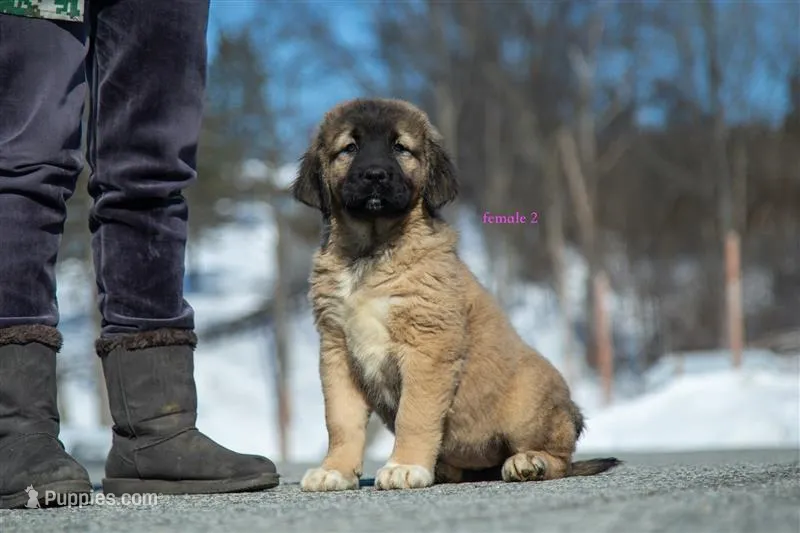 Fila Braziliero/CO pup 2