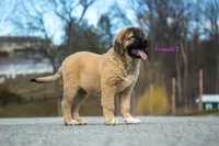 Fila Braziliero/CO pup 2, a female Caucasian Ovcharka and Fila Brasileiro for sale in Newburgh, NY – Photo 3 of 6