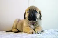 processed/46aa3d7a-4719-4a1e-8504-277ab7e1b7e6/listing/9b3344bd-9a32-4caf-8f08-a6cbeaad6be8/d5da8d77-6edf-4ec2-ae7c-1291f86fa517