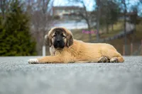 Fila Braziliero/CO pup 2, a female Caucasian Ovcharka and Fila Brasileiro for sale in Newburgh, NY – Photo 4 of 6