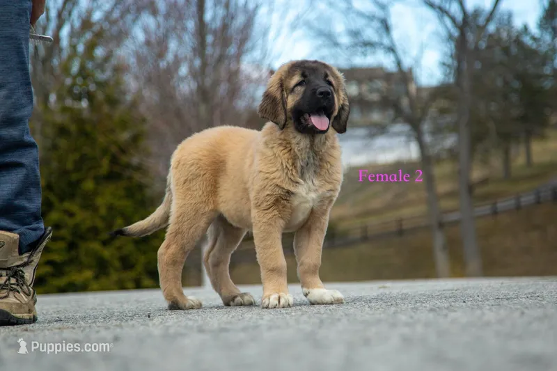 Fila Braziliero/CO pup 2 – Caucasian Ovcharka, Fila Brasileiro puppy for sale in Newburgh, NY