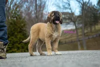 Fila Braziliero/CO pup 2, a female Caucasian Ovcharka and Fila Brasileiro for sale in Newburgh, NY – Photo 1 of 6