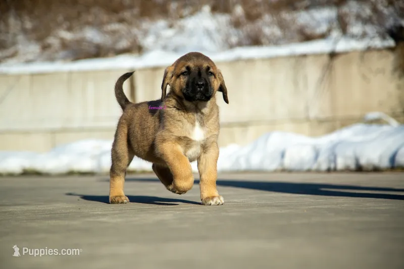 Fila Braziliero/CO pup 2