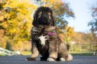 Purebred Caucasian Ovcharka female 3, a female Caucasian Ovcharka for sale in Newburgh, NY – 4 of 7
