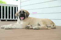 Purebred Kangal 1 Female, a female Kangal Dog for sale in Newburgh, NY – 6 of 9