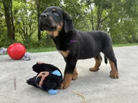 Tibetan Mastiff cross male , a male Rottweiler and Tibetan Mastiff for sale in Newburgh, NY – 4 of 5