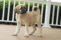 Purebred Kangal 1 Female, a female Kangal Dog for sale in Newburgh, NY – 8 of 9