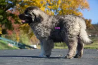 Purebred Caucasian Ovcharka male , a male Caucasian Ovcharka for sale in Newburgh, NY – 5 of 6