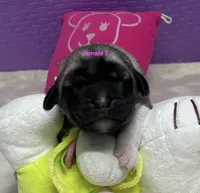 Kangal/Spanish mastiff female 2, a female Spanish Mastiff and Kangal Dog for sale in Newburgh, NY – 3 of 4
