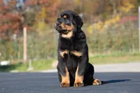Tibetan Mastiff cross Caucasian Ovcharka and Rottweiler 1 female, a female Caucasian Ovcharka and Tibetan Mastiff for sale in Newburgh, NY – 7 of 7