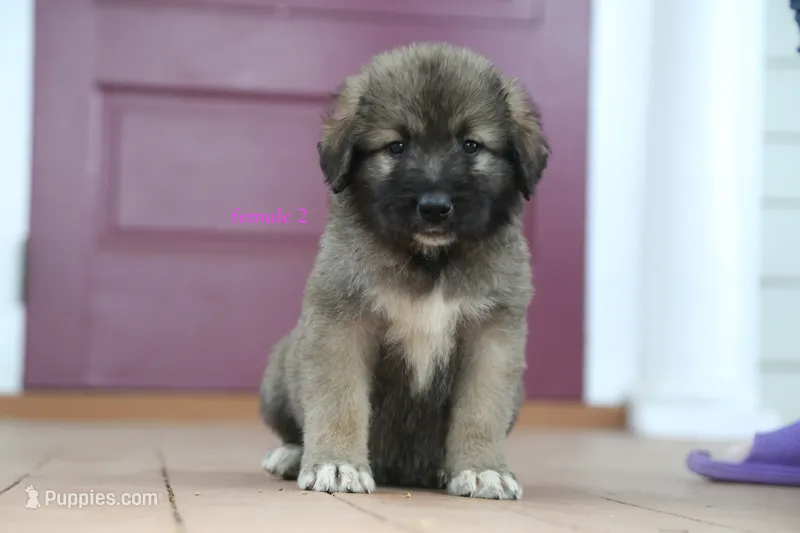 Purebred Caucasian Ovcharka pup 3 – Caucasian Ovcharka puppy for sale in Newburgh, NY
