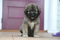 Purebred Caucasian Ovcharka pup 3, a female Caucasian Ovcharka for sale in Newburgh, NY – 1 of 7