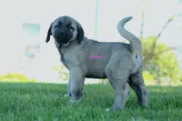 Purebred Kangal 1 Female, a female Kangal Dog for sale in Newburgh, NY – Photo 3 of 9