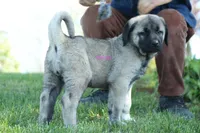 Purebred Kangal 1 Female, a female Kangal Dog for sale in Newburgh, NY – Photo 7 of 9