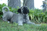 Purebred Kangal 1 Female, a female Kangal Dog for sale in Newburgh, NY – Photo 2 of 9