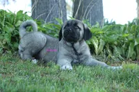 Purebred Kangal 1 Female, a female Kangal Dog for sale in Newburgh, NY – Photo 5 of 9