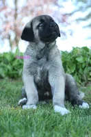 Purebred Kangal 1 Female, a female Kangal Dog for sale in Newburgh, NY – Photo 8 of 9
