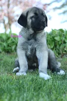 Purebred Kangal 1 Female, a female Kangal Dog for sale in Newburgh, NY – Photo 6 of 9