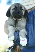 Purebred Kangal 1 Female, a female Kangal Dog for sale in Newburgh, NY – Photo 9 of 9