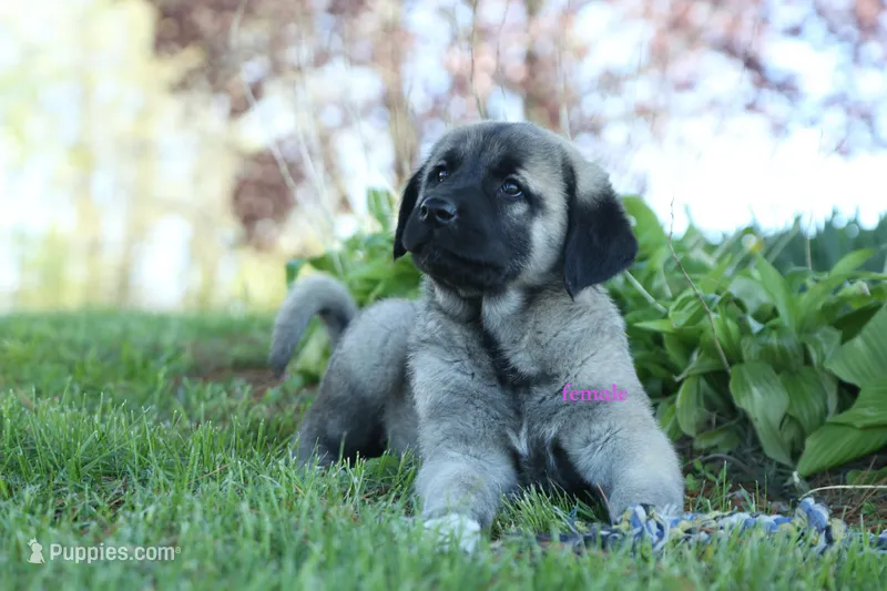 Purebred Kangal 1 Female, a female Kangal Dog for sale in Newburgh, NY – Photo 1 of 9