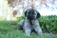 Purebred Kangal 1 Female, a female Kangal Dog for sale in Newburgh, NY – Photo 4 of 9