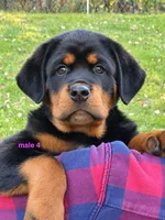 Tibetan Mastiff cross male 4, a male Caucasian Ovcharka and Tibetan Mastiff for sale in Newburgh, NY – 5 of 8