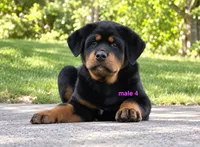 Tibetan Mastiff cross male 4, a male Caucasian Ovcharka and Tibetan Mastiff for sale in Newburgh, NY – 7 of 8