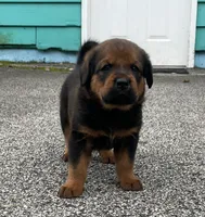 Tibetan Mastiff cross male 2, a male Caucasian Ovcharka and Tibetan Mastiff for sale in Newburgh, NY – 10 of 10