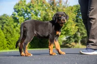 Tibetan Mastiff cross Female , a female Rottweiler and Tibetan Mastiff for sale in Newburgh, NY – 3 of 4