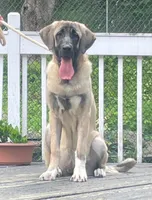 Kangal/Spanish mastiff female, a female Spanish Mastiff and Kangal Dog for sale in Newburgh, NY – 4 of 4