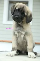 Purebred Kangal  male 2, a male Kangal Dog for sale in Newburgh, NY – 6 of 7