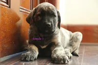 Caucasin Ovcharka/FB pup 2, a female Caucasian Ovcharka and Fila Brasileiro for sale in Newburgh, NY – Photo 6 of 6